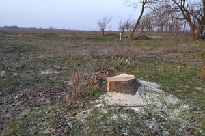 В Одесской области неизвестные люди пилят деревья (ФОТО)
