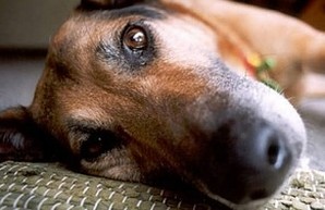 В Одесской области вновь зафиксирована массовая травля собак