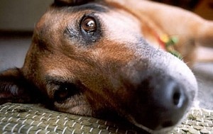 В Одесской области вновь зафиксирована массовая травля собак