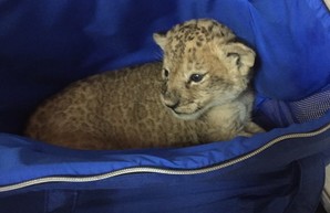 В Одесский зоопарк передали котенка-нелегала