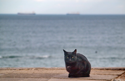 Арендаторы одесского пляжа Отрада Резниковы объявили войну кошкам
