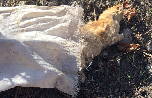 Как убивают кошек владельцы одесской канатной дороги (ФОТО 18+)