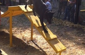 Власти Одессы выделили деньги на площадки для выгула собак