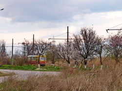 Одесская весна: шторм на Хаджибее и цветы Шкодовой горы (ФОТО)