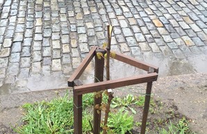 В Одессе вандалы уничтожают деревья на Французском бульваре (ФОТО)
