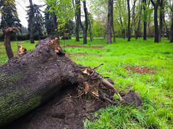 На Куликовом поле упало дерево (ФОТО)