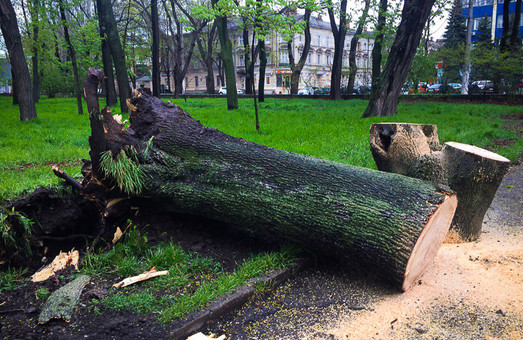 На Куликовом поле упало дерево (ФОТО)