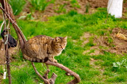 Экстремальные пятничные котики одесского Придунавья (ФОТО)