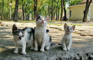 Властям Одессы предлагают признать котов и кошек частью городской экосистемы
