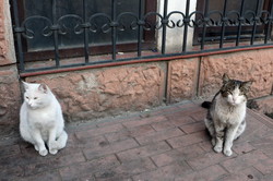 Одесские пятничные котики имени Лейтенанта Шмидта (ФОТО)