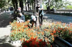 В центре Одессы на Приморском бульваре пилят сухие деревья (ФОТО)