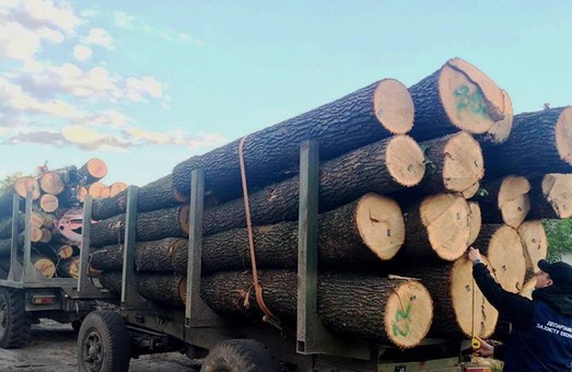 В Одесской области пресекли незаконный лесоповал (ФОТО)