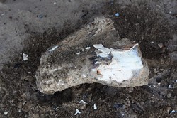 В Одесской области обнаружили древние останки то ли мамонта, то ли мастодонта