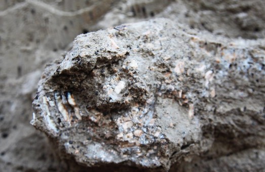 В Одесской области обнаружили древние останки то ли мамонта, то ли мастодонта