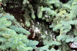 Ушастые совы следят за работой одесских депутатов и чиновников (ФОТО, ВИДЕО)