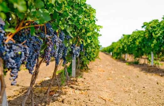В Одесской области виноградники Шабо подверглись действиям вандалов