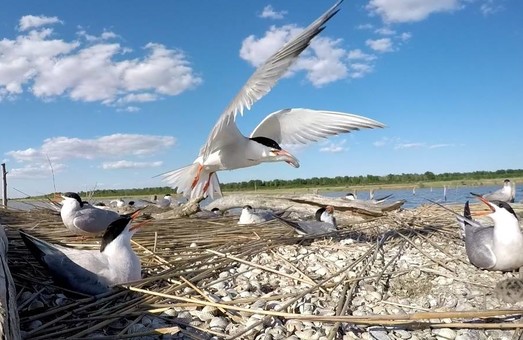 В "Тузловских лиманах" появились родильные дома для птиц