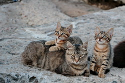 Пятница: котики на одесском Ланжероне (ФОТО)