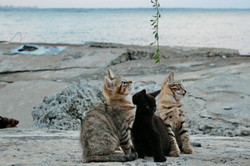 Пятница: котики на одесском Ланжероне (ФОТО)