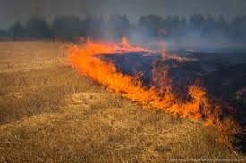 На полях Одесской области незаконно сжигают стерни