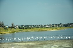 В Одесской области может развиваться экотуризм у Тилигульского лимана (ФОТО)