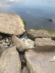 В Хаджибейском лимане на окраине Одессы массово гибнет рыба