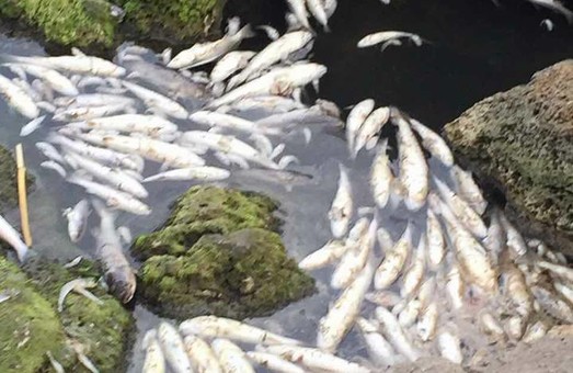 В Хаджибейском лимане на окраине Одессы массово гибнет рыба