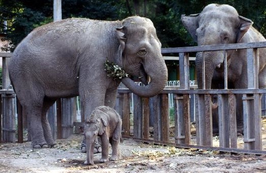 В Одесском зоопарке проведут "День малышей"