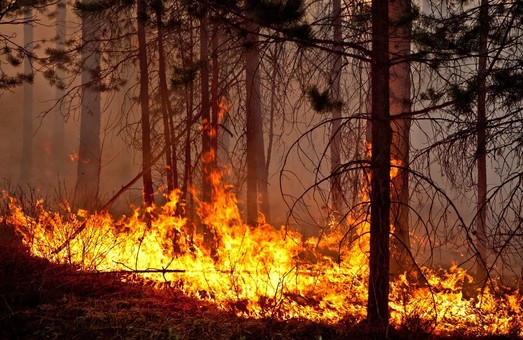 7 гектаров леса сгорело в жару на юге Одесской области