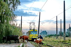 Вечер на одесском Хаджибее: невероятный закат и трамваи в камышах (ФОТО)