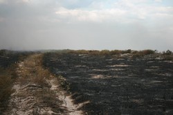 Вандалы подожгли национальный парк на юге Одесской области (ФОТО)