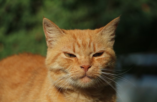 Одесские зоозащитники просят горсовет признать котов частью экосистемы города