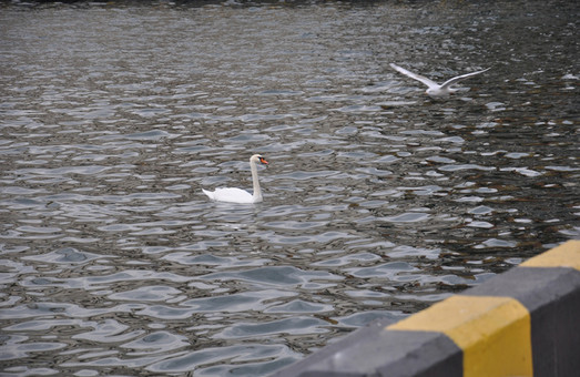 Лебедь в гавани Одесского порта: чистота водоема соответствует нормам