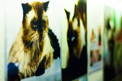 В Одессе открылась фотовыставка о нашедших свой дом животных (ФОТО)