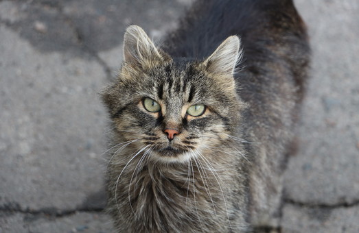 В Одессе будут прививать и стерилизовать бездомных котов бесплатно