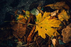 Осенняя Одесса в ноябре окрасилась в желтый цвет (ФОТО)