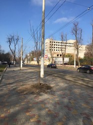 Французский бульвар в Одессе озеленяют новыми деревьями