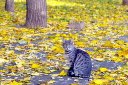 Осенняя фотозарисовка в Одессе: коты, птицы и листья