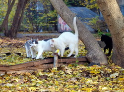 Осенняя фотозарисовка в Одессе: коты, птицы и листья