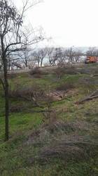 В Одессе спилили около ста деревьев на морском склоне