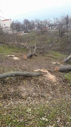 В Одессе спилили около ста деревьев на морском склоне