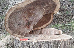 В Одессе спилили около ста деревьев на морском склоне