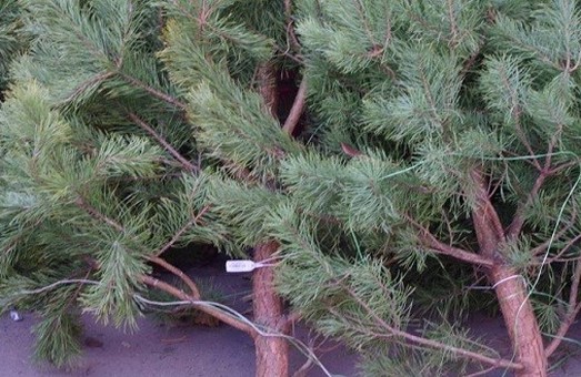 В Одессе обещают продать не менее 40 тысяч легальных новогодних елок
