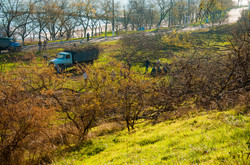 Берегоукрепление на Фонтане началось с массового выпиливания деревьев (ФОТО)