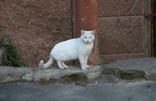 Одесский горсовет хочет защищать котиков