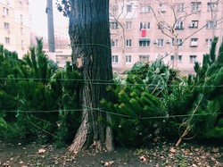 Одесса готовится к Новому году: почем продают елки? (ФОТО)
