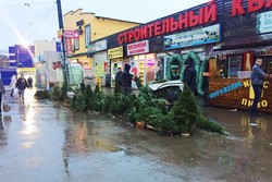 Одесса готовится к Новому году: почем продают елки? (ФОТО)