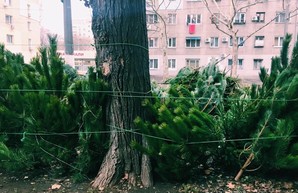 Одесса готовится к Новому году: почем продают елки? (ФОТО)