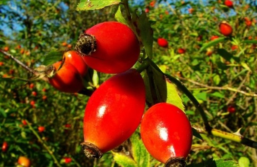 Ореховый кооператив в Одесской области осваивает выращивание шиповника