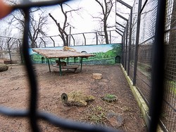 После Нового года медведи одесского зоопарка получили новое жилье